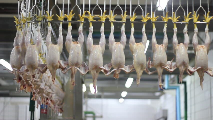 آغاز به کار یازدهمین کشتارگاه صنعتی طیور خوزستان در اهواز