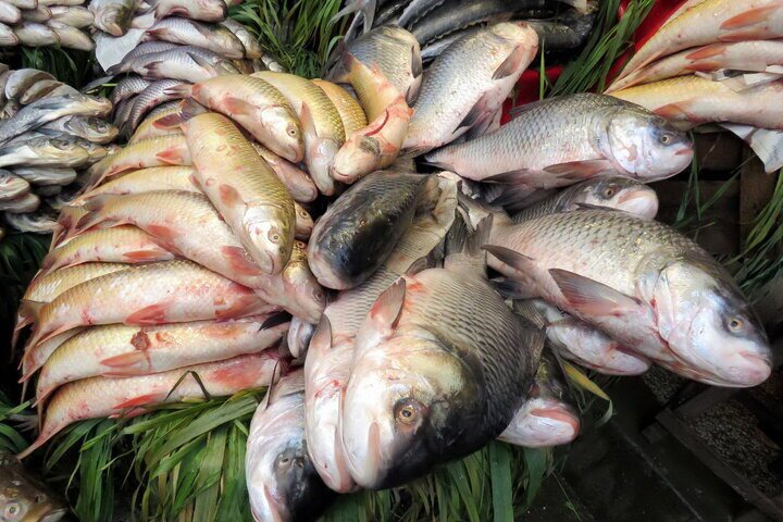 ارزآوری بیش از ۶۸۰ میلیون دلاری، ارمغان صادرات آبزیان ایران به ۶۱ کشور دنیا