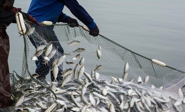 خوزستان بستر مناسب سرمایه‌گذاری در حوزه صنعت شیلات کشور است