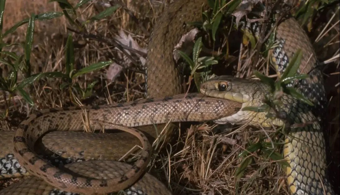 چرا مارها در طول تکامل بارها هم‌نوع‌خوار شده‌اند؟ دانشمندان پاسخ می‌دهند