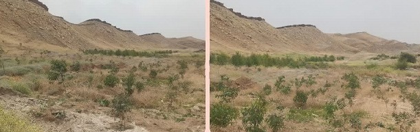 غرس چندین اصله نهال در معدن سنگ لاشه دشت دنا رامهرمز