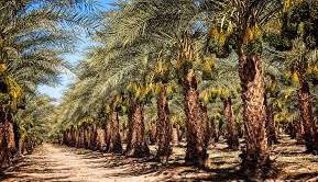 آغاز عملیات آرایش خوشه نخیلات در آبادان