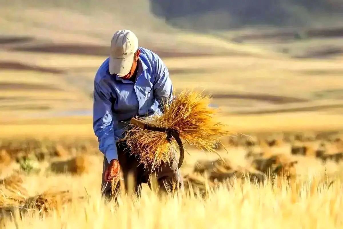 لزوم تسریع در پرداخت مطالبات گندمکاران خوزستان