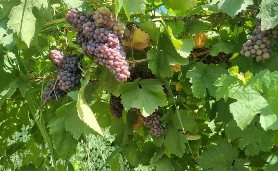 برداشت انگور نوبرانه از تاکستان‌های گتوند