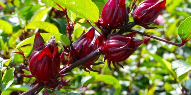 گام بلند حمیدیه در توسعه کشت گیاهان کم‌آب‌بر و صنعتی