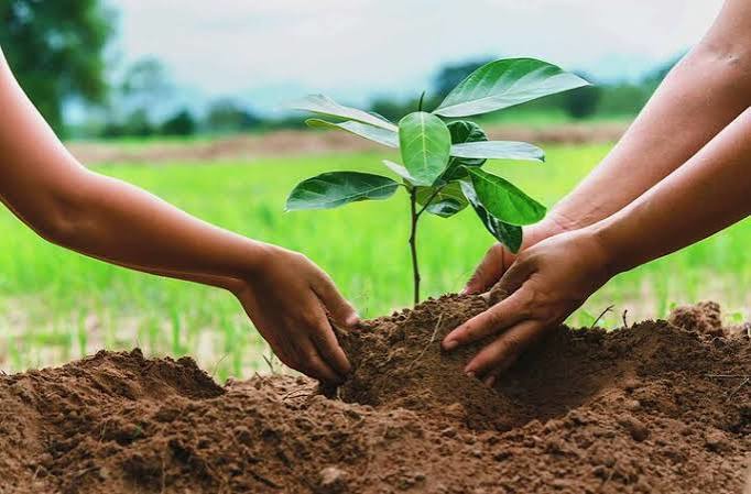 کاشت نهال، حکم سبز قضایی برای یک متخلف در باغملک