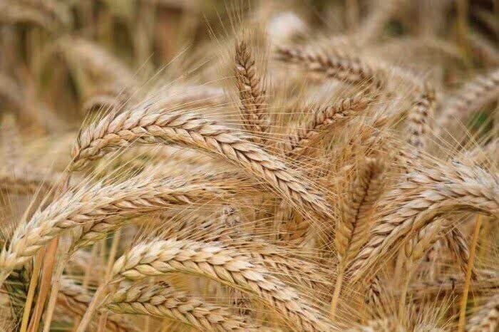 پایش ماهواره‌ای مزارع و خرید گندم در خوزستان