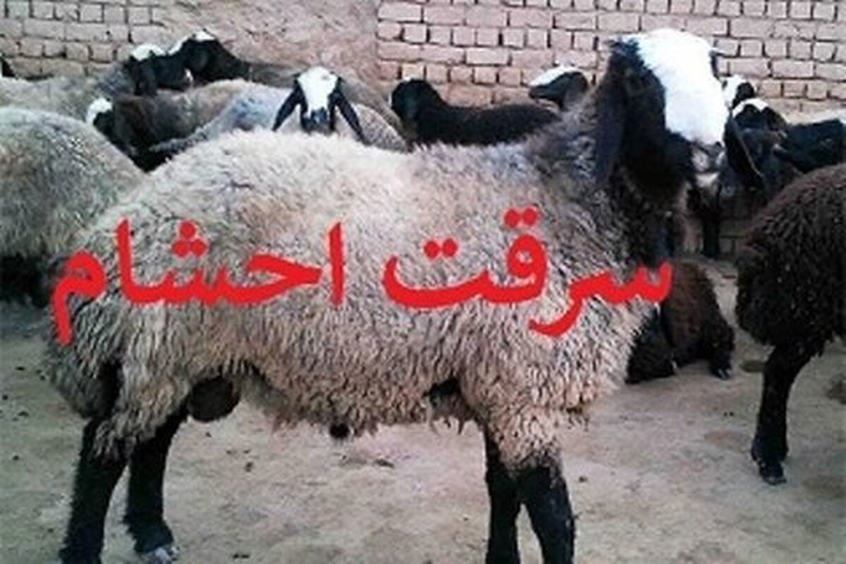 دستگیری سارقان احشام در هفتکل
