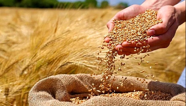 خرید بیش از یک‌میلیون و ۴۰۲ هزار تن گندم در خوزستان