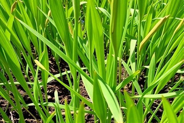 توزیع عادلانه آب در مناطق پایین‌دست کرخه اولویت ماست
