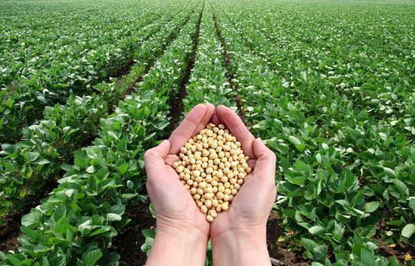 خیز خوزستان برای خودکفایی در تولید دانه‌های روغنی
