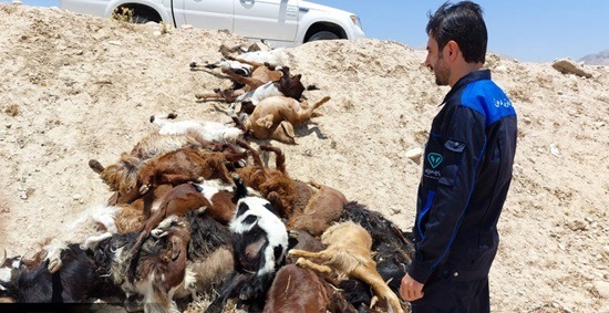 کشف و دفن بهداشتی ۳۰ رأس بز تلف‌شده در بهبهان