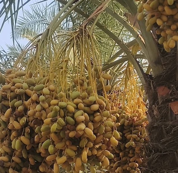 پیام خوزستان
