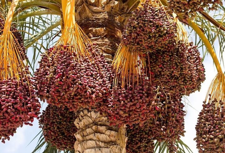 پیش‌بینی تولید بیش از ۴۵۰ هزار تن خرما در خوزستان