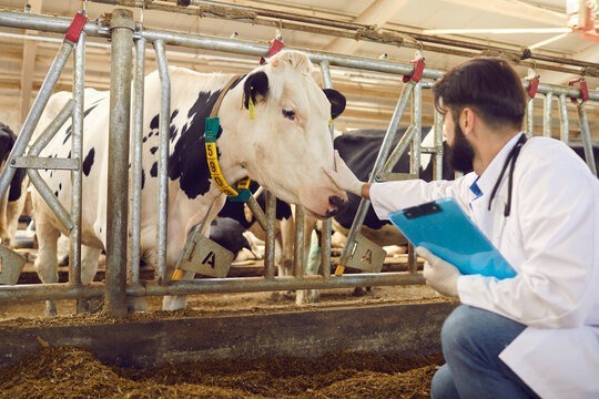 غربالگری سل و بروسلوز در بیش از ۶۰۰ رأس گاو شیری در شوشتر