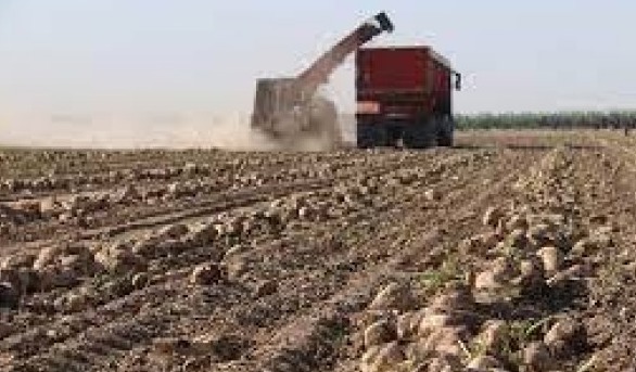 خیز خوزستان برای توسعه کشت چغندرقند