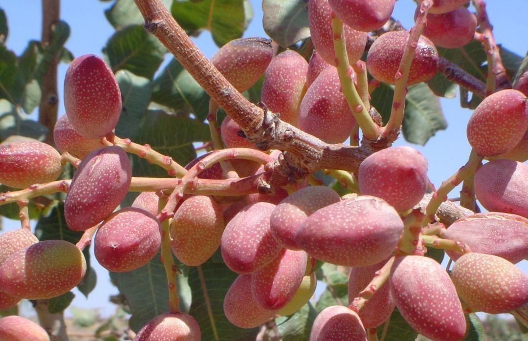 درخشش طلای سبز در کویر؛ فصل چیدن پسته در ۵ هزار هکتار از باغات زاهدان