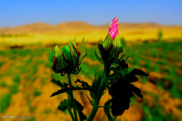 پیام خوزستان