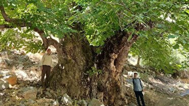 ثبت ملی کهن‌ترین درخت گردوی ایران در لرستان