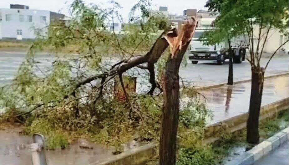 وزش باد ۹۰ کیلومتری در گلپایگان ۲۰ درخت را شکست