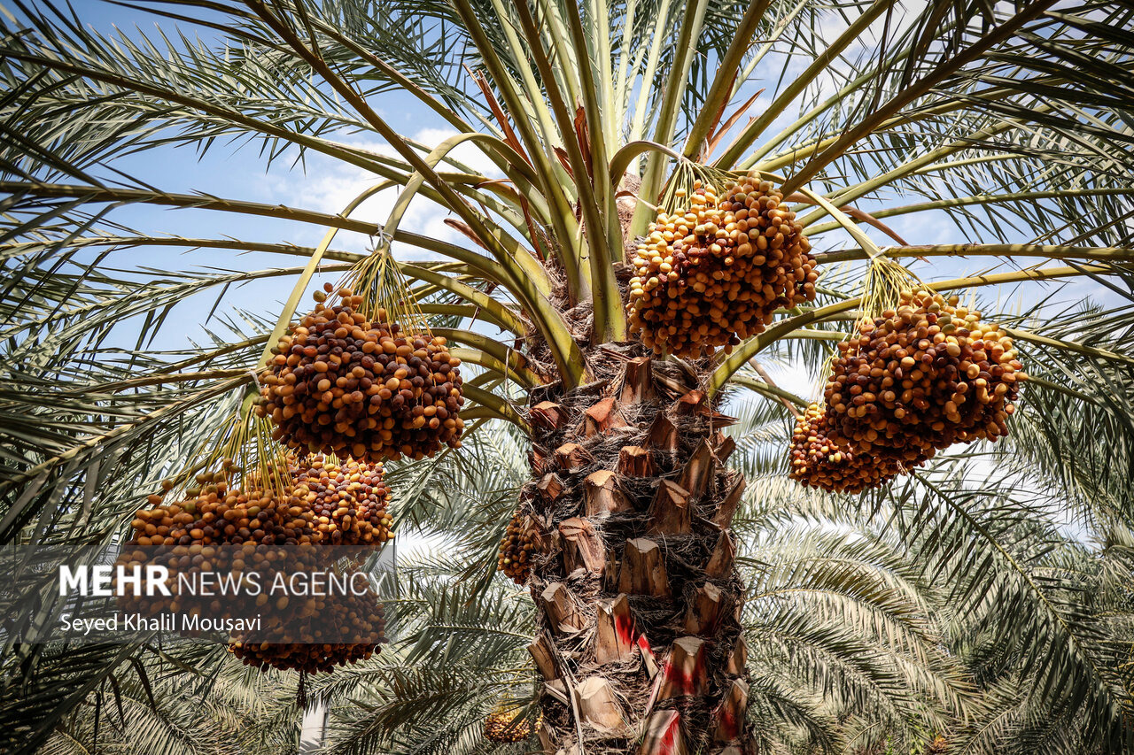 باغداران برای پیشگیری از بیماری در نخیلات اقدام کنند
