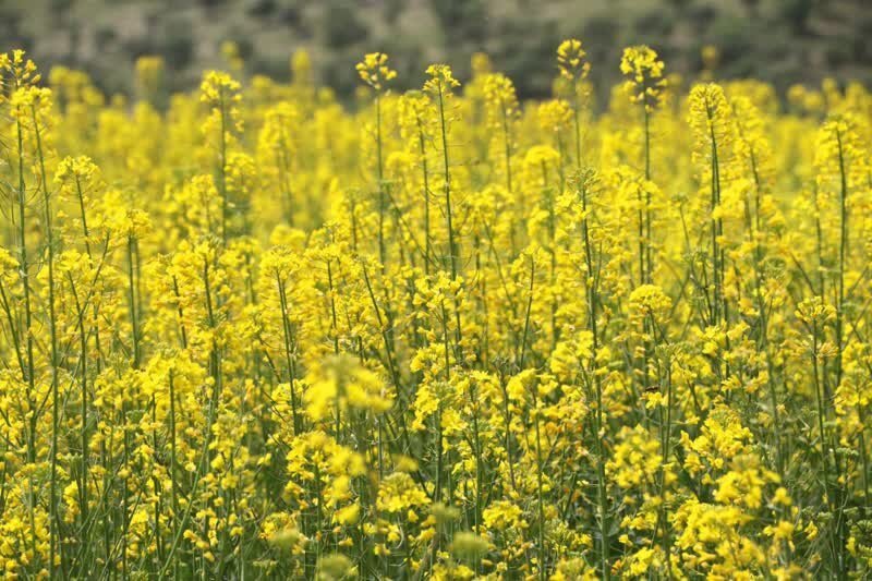 کشت ۷۳ هزار هکتاری کلزا در خوزستان وابستگی به واردات را کاهش می‌دهد