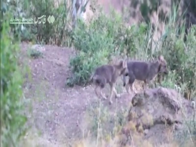 بازی خانوادگی توله‌گرگ‌‌های شیدا